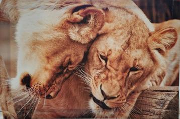 Prachtige dieren poster welp / leeuw 110 x 75 