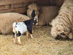 Te koop in Nieuwleusen geit( bok), Dieren en Toebehoren, Mannelijk, Geit, 0 tot 2 jaar