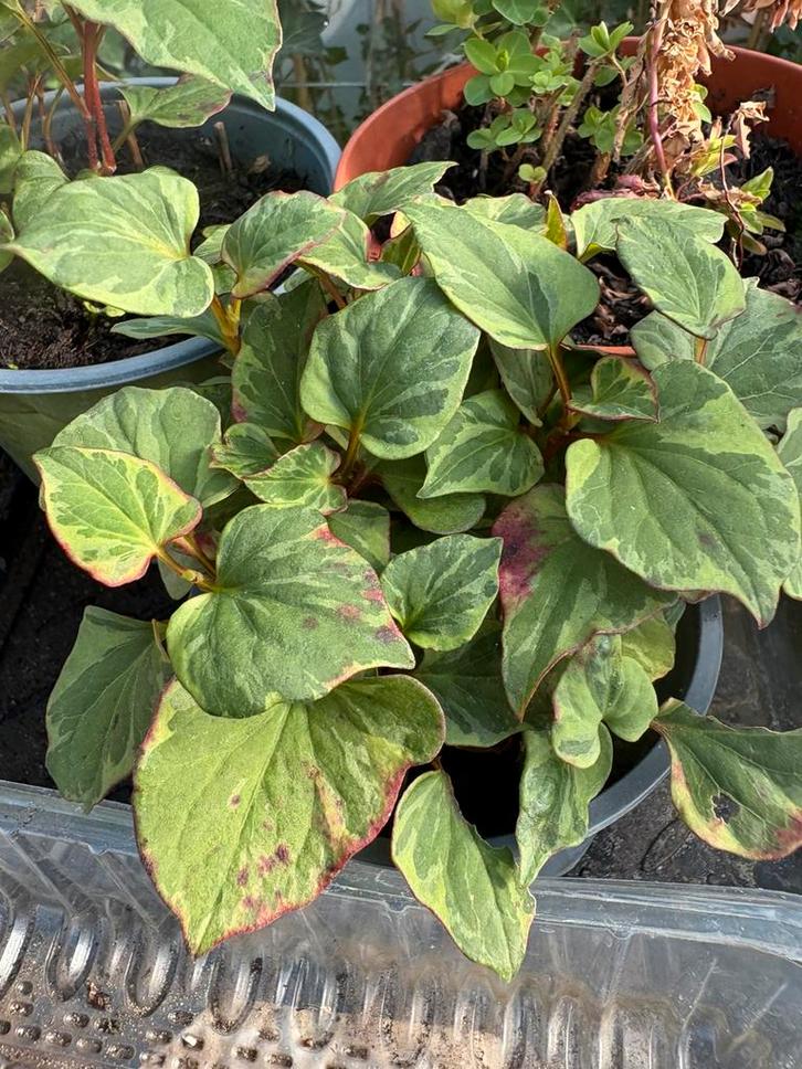 Houttuynia, Tuin en Terras, Planten | Tuinplanten, Vaste plant, Bodembedekkers, Volle zon, Ophalen