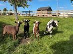 Dwerggeiten bokjes, Dieren en Toebehoren, Schapen, Geiten en Varkens, Mannelijk, Geit
