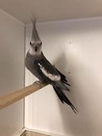 Valkparkiet man, Dieren en Toebehoren, Mannelijk, Parkiet, Tam