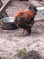 Brahma kriel, Meerdere dieren, Kip