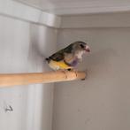 2 Gouldamadines man en pop, Meerdere dieren