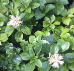 Pachysandra soorten, Tuin en Terras, Ophalen, Eenjarig, Overige soorten, Volle zon