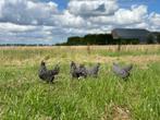 Jonge tamme Amrock kippen gesekst en ingeënt, Dieren en Toebehoren, Pluimvee, Vrouwelijk, Kip