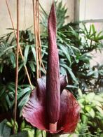 Amorphophallus konjac knollen, Knol, Ophalen of Verzenden, Voorjaar, Volle zon