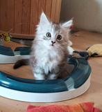 Maine coon kitten, poesje, Poes, Gechipt, 0 tot 2 jaar