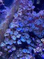 Stekken Palythoa, Dieren en Toebehoren, Vissen | Aquariumvissen, Overige typen, Zoutwatervis
