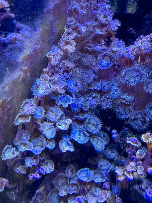 Stekken Palythoa, Dieren en Toebehoren, Vissen | Aquariumvissen, Zoutwatervis, Overige typen