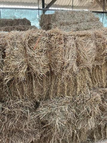 100 balen grof natuurhooi – paarden, pony’s & geiten beschikbaar voor biedingen