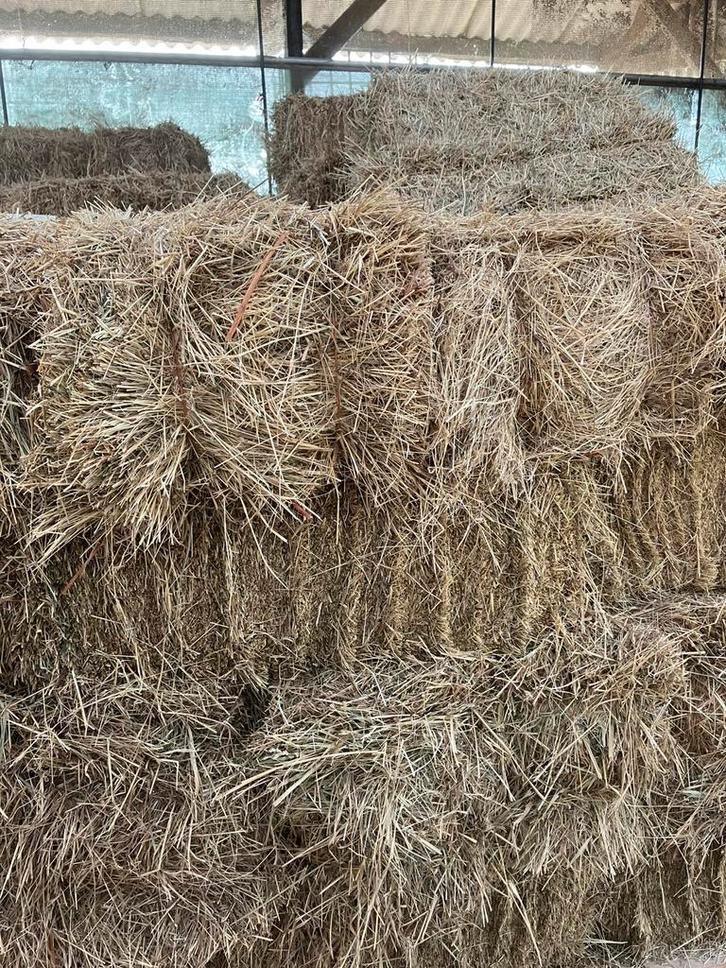 100 balen grof natuurhooi – paarden, pony’s & geiten, Dieren en Toebehoren, Dierenvoeding, Vee, Ophalen of Verzenden