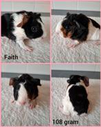 Skinny drager zeugje zwart rood wit, Januari, Vrouwelijk, Cavia