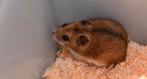 Chinese dwerghamsters (ophalen in België), Hamster, December, Meerdere dieren, Tam