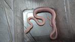 Sunkissed lavender striped rattenslang, Slang, 0 tot 2 jaar