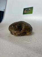 Afrikaanse stierkikker vrouw, Dieren en Toebehoren, Reptielen en Amfibieën, 0 tot 2 jaar