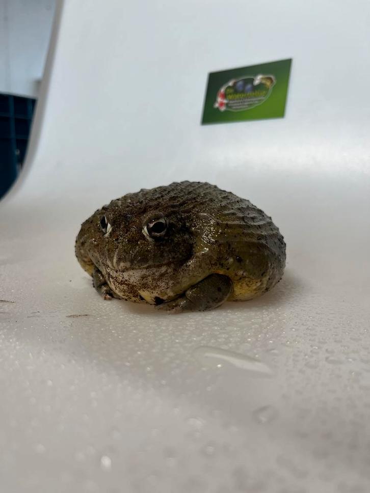 Afrikaanse stierkikker vrouw