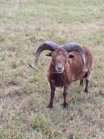 Ouessant rammen, Dieren en Toebehoren, Mannelijk, Schaap