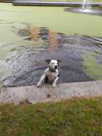 amerikaanse pitbull bully, Ophalen, Nieuw