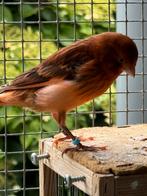 Roodagaat kanaries 2025, Dieren en Toebehoren, Vogels | Kanaries, Mannelijk, Kleurkanarie