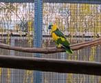 Gezocht: geelschouder blauwvoorhoofd amazone Amazones, Dieren en Toebehoren, Vogels | Parkieten en Papegaaien, Meerdere dieren