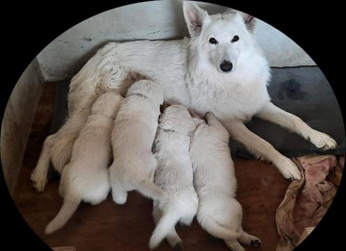 Zwitserse herder pups, Dieren en Toebehoren, Honden | Herdershonden en Veedrijvers, Meerdere dieren, Herder, Particulier, Meerdere