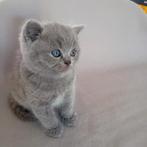 100% britse korthaar, Meerdere dieren, Ontwormd, 0 tot 2 jaar