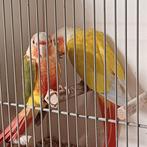 Prachtig koppel Pyrrhura roodbuik, Dieren en Toebehoren, Meerdere dieren, Parkiet, Geringd