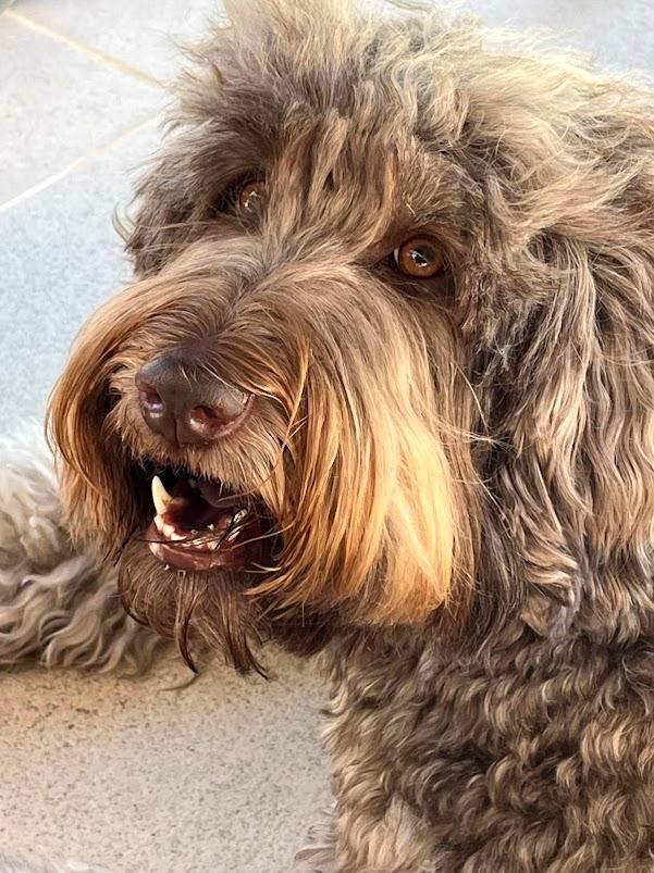 Australian Labradoodle Pups, Dieren en Toebehoren, Honden | Retrievers, Spaniëls en Waterhonden, Meerdere dieren, Overige rassen