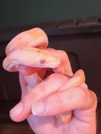 Nk 25  dwarf python reticulatus  retic retics, Slang, Tam, 0 tot 2 jaar