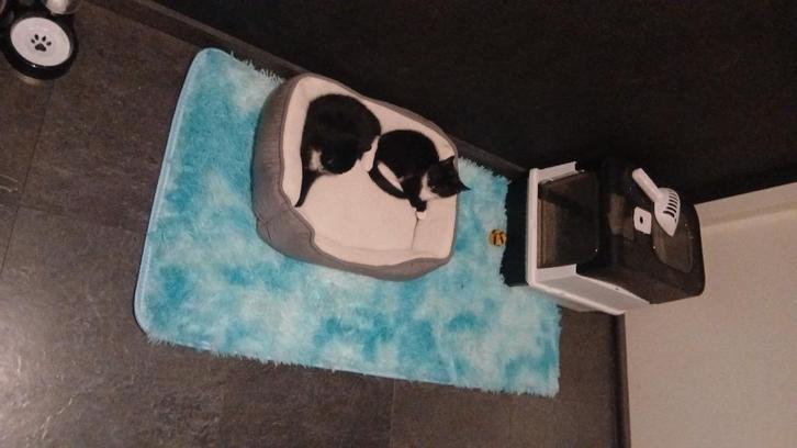 kittens 14 weken, Dieren en Toebehoren, Katten en Kittens | Overige Katten, Poes, 0 tot 2 jaar