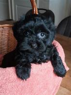 Mooie Maltipoo pups, Dieren en Toebehoren, Honden | Niet-rashonden, 8 tot 15 weken, Meerdere, Meerdere dieren, Klein