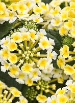 Wisselbloem 'Sunny side up' (Lantana Camara) winterhard, Ophalen of Verzenden, Zomer, Overige soorten, Volle zon