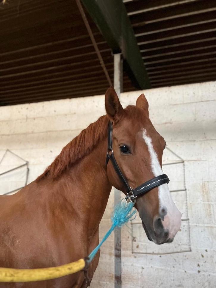 Lieve & betrouwbare e-pony te koop – ideaal voor kinderen ️, Dieren en Toebehoren, Paarden, Ruin, Springpaard