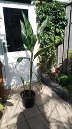 Canna Stuttgart, Vaste plant, Halfschaduw, Zomer, Ophalen