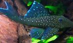 Pleco L177, L128, L200, Dieren en Toebehoren, Vis