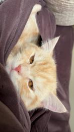 Britse Korthaar dekkater aangeboden (NIET TE KOOP), Dieren en Toebehoren, Katten en Kittens | Raskatten | Langhaar, Kater, Gechipt