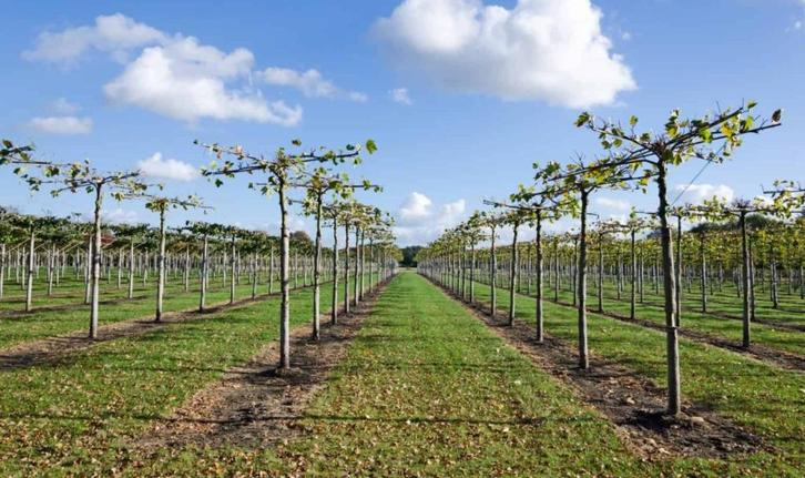 Mooie zware dakplatanen mt 14/16/18/20/25/30cm uit kwekerij!, Tuin en Terras, Planten | Bomen, Dakboom, 100 tot 250 cm, Volle zon