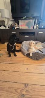 Pups te koop, Dieren en Toebehoren, Reu, 8 tot 15 weken, Meerdere, Klein