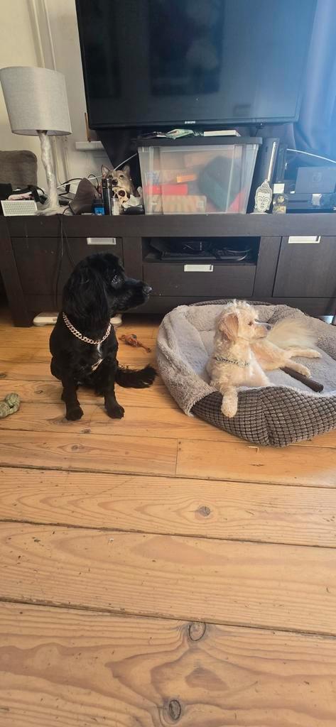 Pups te koop, Dieren en Toebehoren, Honden | Niet-rashonden, Klein, Reu, Fokker | Hobbymatig, Meerdere, Nederland, 8 tot 15 weken