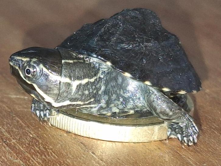 Jonge muskusschildpadjes, Dieren en Toebehoren, Reptielen en Amfibieën, Schildpad, 0 tot 2 jaar