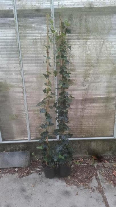 Hedera klimop 180 cm en 200+cm, Tuin en Terras, Planten | Struiken en Hagen, Overige soorten, 100 tot 250 cm, Ophalen of Verzenden