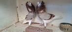 Te koop sierduiven Oudhollands kapucijnen duiven, Meerdere dieren, Overige soorten