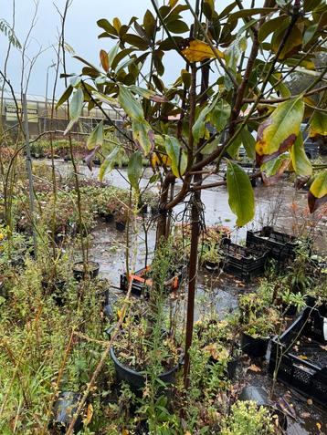 Magnolia grandiflora op stam geeft volop bloemen 1st beschikbaar voor biedingen