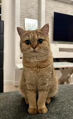 Britse Korthaar Golden Tabby + alle toebehoren, Dieren en Toebehoren, Katten en Kittens | Raskatten | Korthaar, Poes, Gechipt