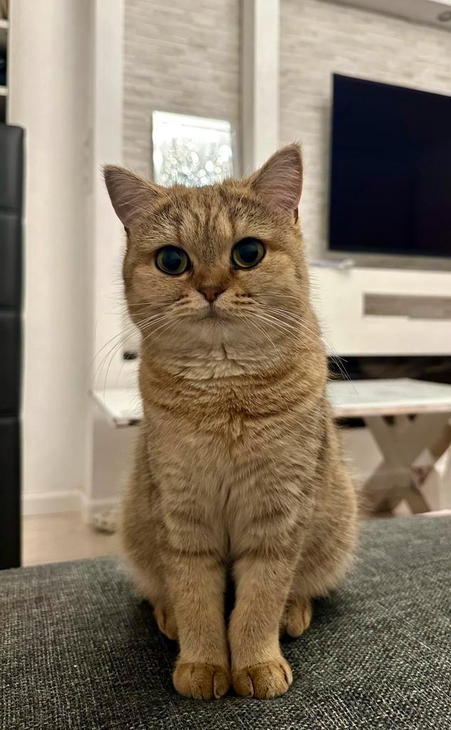 Britse Korthaar Golden Tabby + alle toebehoren, Dieren en Toebehoren, Katten en Kittens | Raskatten | Korthaar, Poes, 0 tot 2 jaar