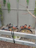 Dompfaff männliche, naturfarbe Spalt Gelb., Dieren en Toebehoren, Vogels | Overige Vogels, Meerdere dieren, Geringd
