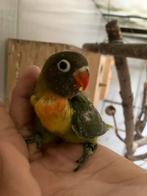 Jonge groene agapornissen :, Meerdere dieren, Dwergpapegaai of Agapornis, Tam