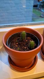 Cactus stekjes, Ophalen of Verzenden, Cactus, Minder dan 100 cm, Volle zon