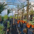 Eucalyptus Globulus - Eucalyptusplant g16991, Tuin en Terras, Planten | Bomen, Ophalen of Verzenden