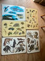 Schoolposters / schoolplaten dieren 5x, Verzamelen, Posters, Ophalen, Zo goed als nieuw, A1 t/m A3, Dier of Natuur